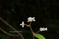 Persicaria chinensis